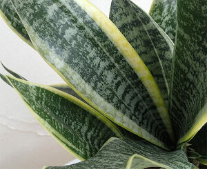 観葉植物/サンセベリア:ローレンチーコンパクタ4号鉢植え
