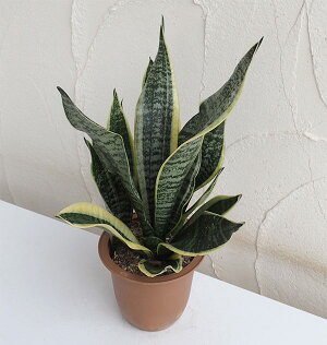 観葉植物/サンセベリア:ローレンチーコンパクタ4号鉢植え
