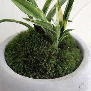 観葉植物/万年青(おもと):姫牡丹鉢植え/マルモボウル白・皿付き