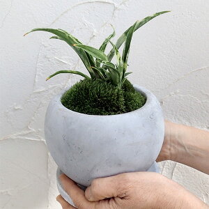 観葉植物/万年青(おもと):姫牡丹鉢植え/マルモボウル白・皿付き