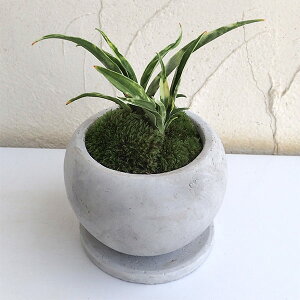 観葉植物/万年青(おもと):姫牡丹鉢植え/マルモボウル白・皿付き