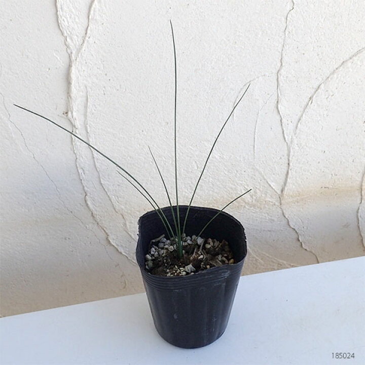 楽天市場】観葉植物/（わけあり特価）ダシリリオン ロンギッシマム5号  