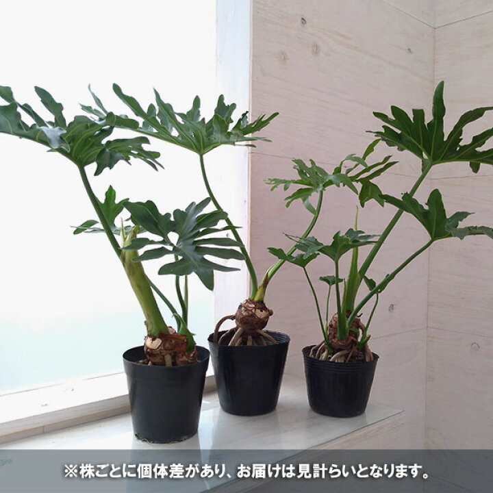 楽天市場】観葉植物/フィロデンドロン：セローム根上がり5号ポット 