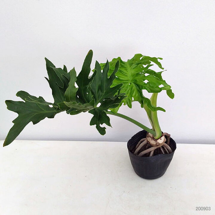 楽天市場】観葉植物/フィロデンドロン：セローム根上がり5号ポット 