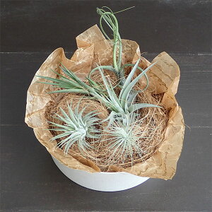 観葉植物/エアプランツ5種のギフトボックス
