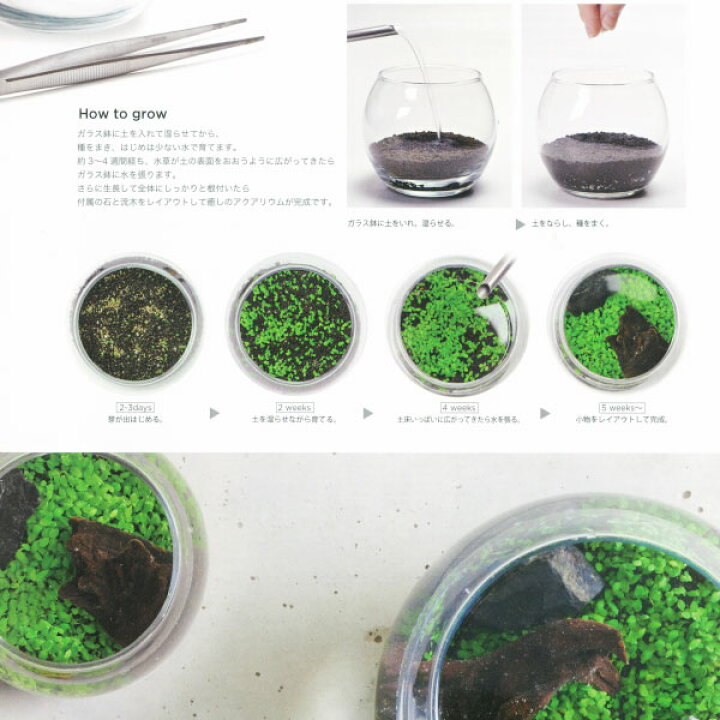 楽天市場 Water Plant 育てる水草 S 園芸ネット プラス