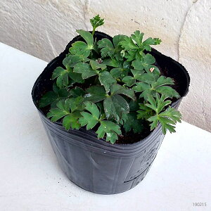 楽天市場 アネモネ フルゲンス ホワイトシェード4球植え3号ポット 園芸ネット プラス