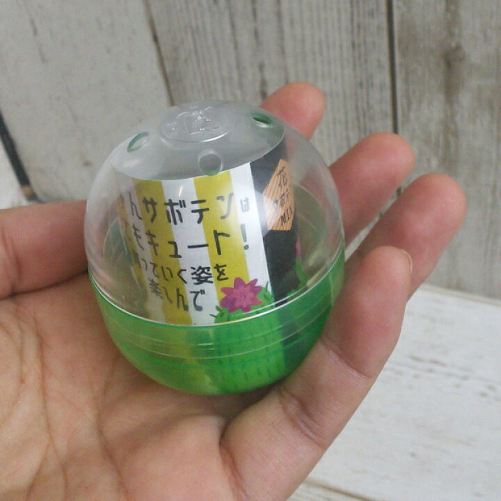 楽天市場 サボテン栽培カプセル 花サボテンミックス 1個 ガチャカプセルに 膨らむ土とサボテンのタネ入り 園芸ネット プラス
