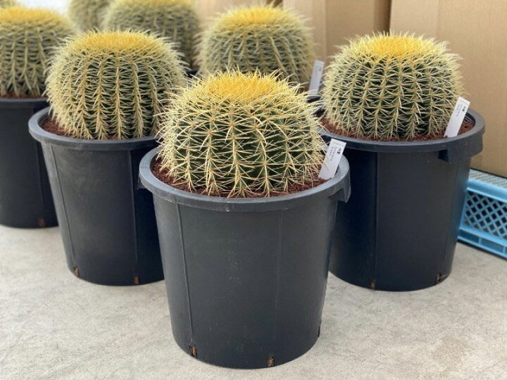 楽天市場】観葉植物/サボテンの王様：金シャチ（キンシャチ・金鯱）12 