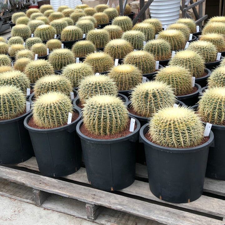 楽天市場】観葉植物/サボテンの王様：金シャチ（キンシャチ・金鯱）12 