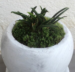観葉植物/万年青(おもと):群雀(ムラスズメ)マルモボウル白(直径10cm)受け皿付き