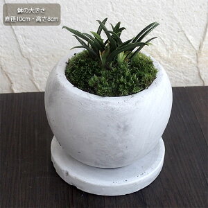 観葉植物/万年青(おもと):群雀(ムラスズメ)マルモボウル白(直径10cm)受け皿付き