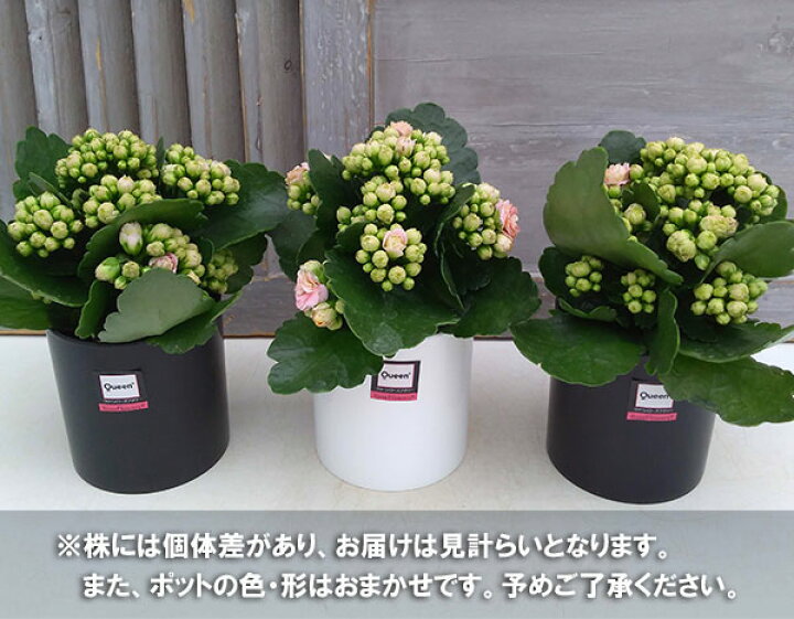 192円 破格値下げ 観葉植物 カランコエ クイーンローズフラワー ピンク ３ ５号 １鉢