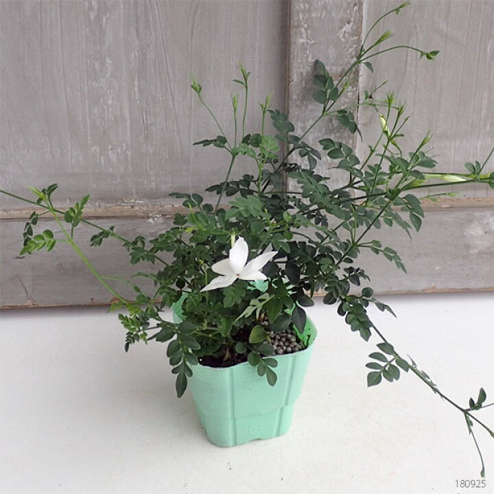 楽天市場 草花の苗 ジャスミン ホワイトプリンセス3号ポット 2株セット 園芸ネット プラス