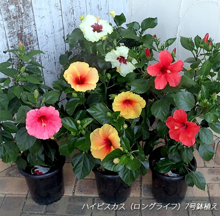 楽天市場 ハイビスカス ロングライフ ボレアス7号鉢植え 園芸ネット プラス