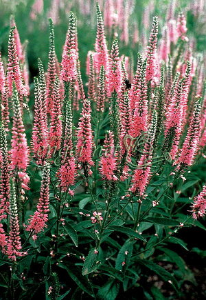 楽天市場 草花の苗 ベロニカ ロンギフォリア ピンクシェーズ3号ポット 園芸ネット プラス 楽天市場 草花の苗 ベロニカ ロンギフォリア ピンクシェーズ3号ポット 園芸ネット プラス