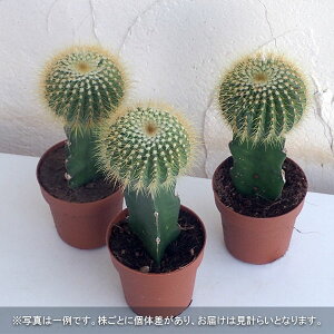 観葉植物/サボテン接木:玉(たま)2.5号ポット
