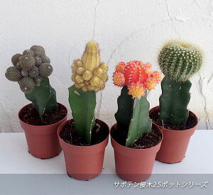 観葉植物/サボテン接木:玉(たま)2.5号ポット