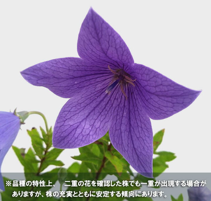 草花の苗/おもてなしキキョウ(桔梗):二重系パープル4号ポット(高性) 園芸ネット プラス 草花の苗 おもてなしキキョウ(桔梗):二重系ピンク4号ポット(高性)