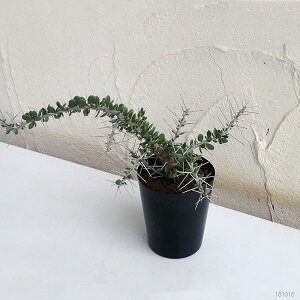 【ラッキーシール対応】観葉植物/アローディアコモサ3号鉢植え