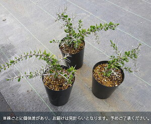 【ラッキーシール対応】観葉植物/アローディアコモサ3号鉢植え