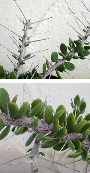【ラッキーシール対応】観葉植物/アローディアコモサ3号鉢植え