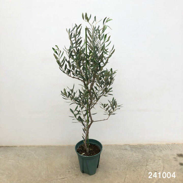 楽天市場】花木 庭木の苗/オリーブ：カロレア 8号鉢植え : 園芸ネット 