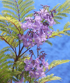 ジャカランダの珍し花が 日本でも観れます Let S Green Life ジャカランダの珍し花が 日本でも観れます Let S Green Life