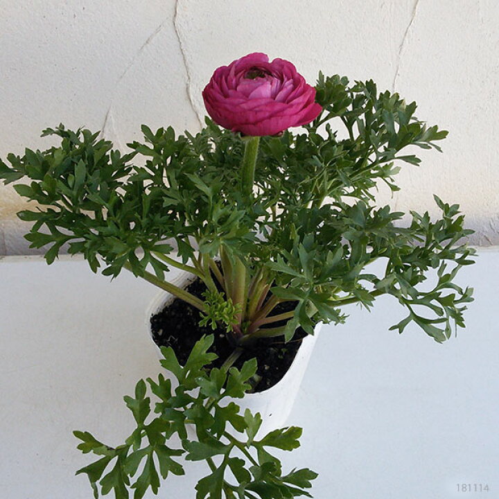 楽天市場 草花の苗 ラナンキュラス マシェ ローズピンク3 5号ポット 2株セット 園芸ネット プラス