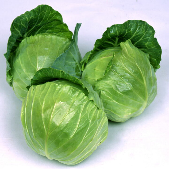 75 Off キャベツの種 サラダキャベツ 小袋 約70粒 野菜の種