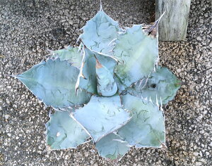 観葉植物/アガベ:チタノータホワイトアイス5号鉢植え