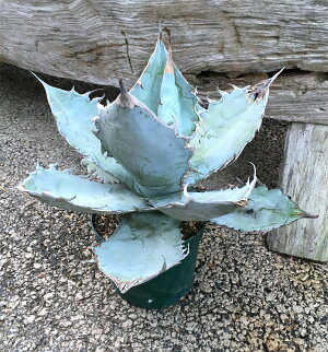 観葉植物/アガベ:チタノータホワイトアイス5号鉢植え