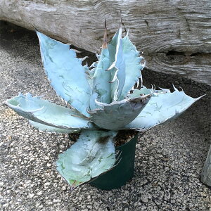 観葉植物/アガベ:チタノータホワイトアイス5号鉢植え