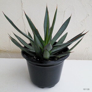 【ラッキーシール対応】観葉植物/アガベ:ブルーグロウ5号鉢植え