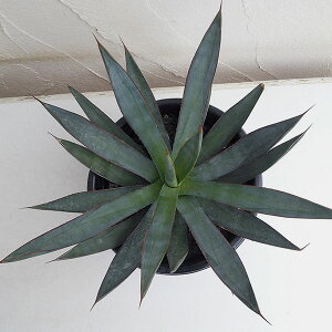 【ラッキーシール対応】観葉植物/アガベ:ブルーグロウ5号鉢植え