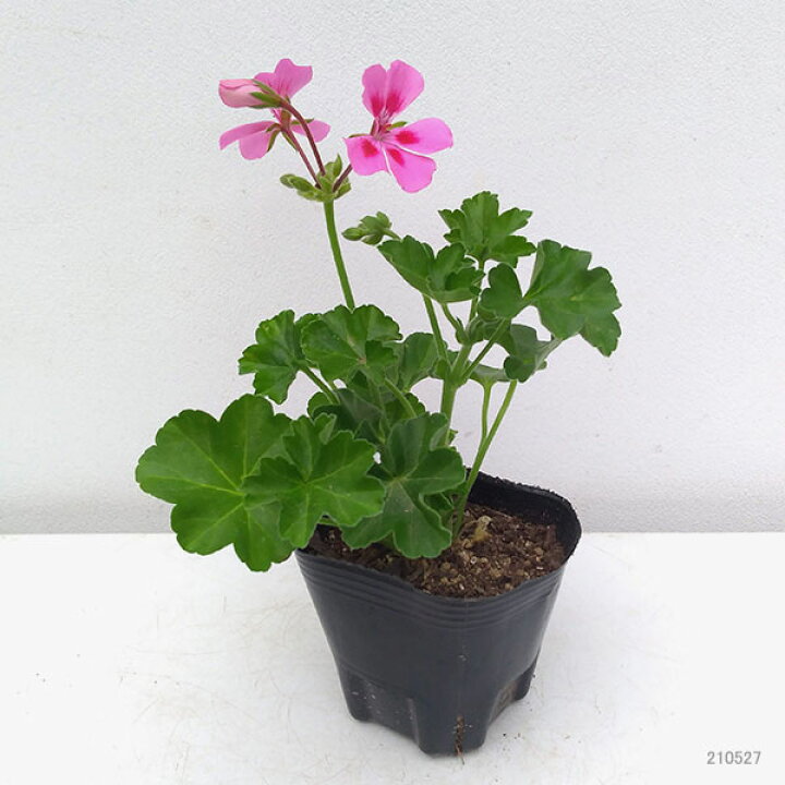 草花の苗 スーパーゼラニウム チャンピオン ネオンスポット3号ポット 園芸ネット プラス 園芸ネット 予約専用サイト草花の苗 23年3月中下旬予約 スーパーゼラニウム チャンピオン レッド3号ポット 24株セット 送料無料 Positronhospital Com