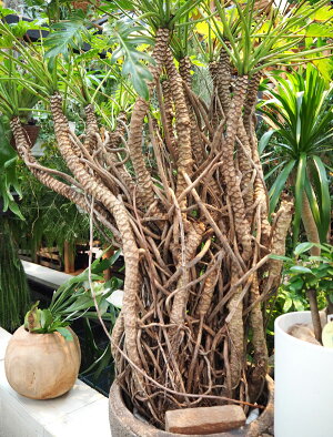 観葉植物/フィロデンドロン・オージー10号鉢植え