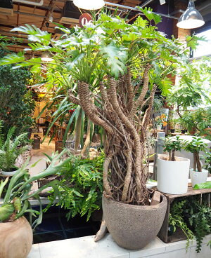 観葉植物/フィロデンドロン・オージー10号鉢植え