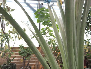 観葉植物/アルカンタレア・オドラータシルバー10号鉢