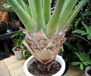 観葉植物/アルカンタレア・オドラータシルバー10号鉢