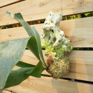 観葉植物/ビカクシダサンゴ付け1