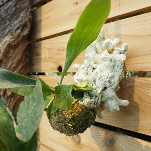 観葉植物/ビカクシダサンゴ付け1