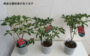 楽天市場 花木 庭木の苗 カルミア オスボレッド5号ポット 園芸ネット プラス