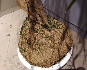 観葉植物/トックリラン12号鉢植え2