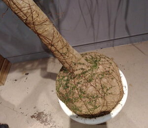 観葉植物/トックリラン12号鉢植え2
