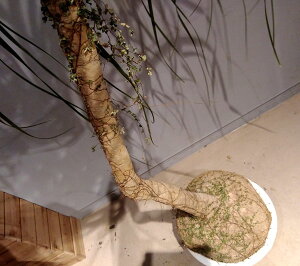 観葉植物/トックリラン12号鉢植え2