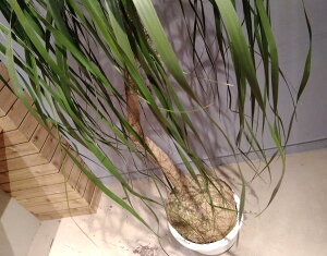 観葉植物/トックリラン12号鉢植え2