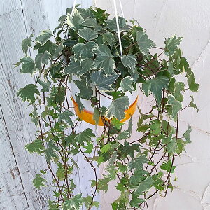 観葉植物/ヘデラ(アイビー):ホワイトリップル5号吊鉢仕立て長さ約80cm