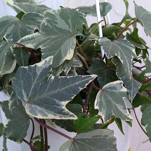 観葉植物/ヘデラ(アイビー):ホワイトリップル5号吊鉢仕立て長さ約80cm