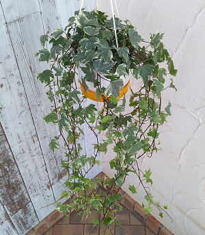 観葉植物/ヘデラ(アイビー):ホワイトリップル5号吊鉢仕立て長さ約80cm